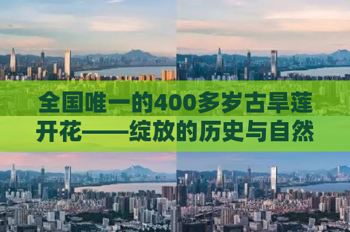 全国唯一的400多岁古旱莲开花——绽放的历史与自然的奇迹
