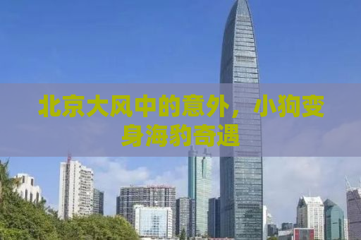 北京大风中的意外，小狗变身海豹奇遇