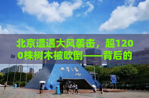 北京遭遇大风袭击，超1200株树木被吹倒——背后的生态与思考