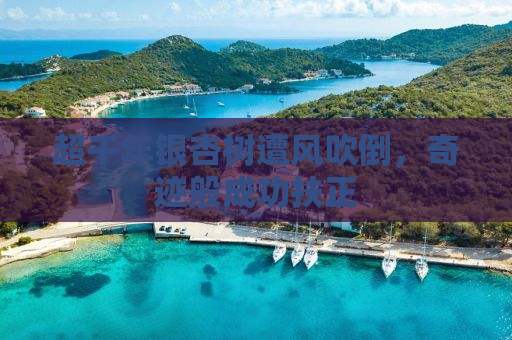 超千年银杏树遭风吹倒，奇迹般成功扶正